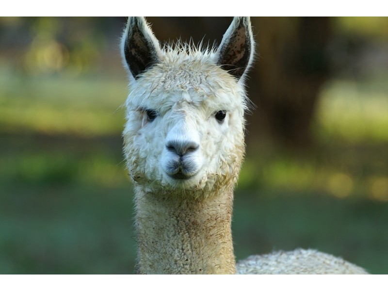 12928 Vasse Highway, Pemberton WA 6260