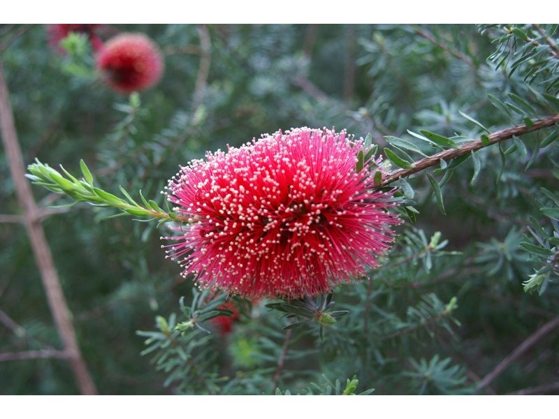 12928 Vasse Highway, Pemberton WA 6260