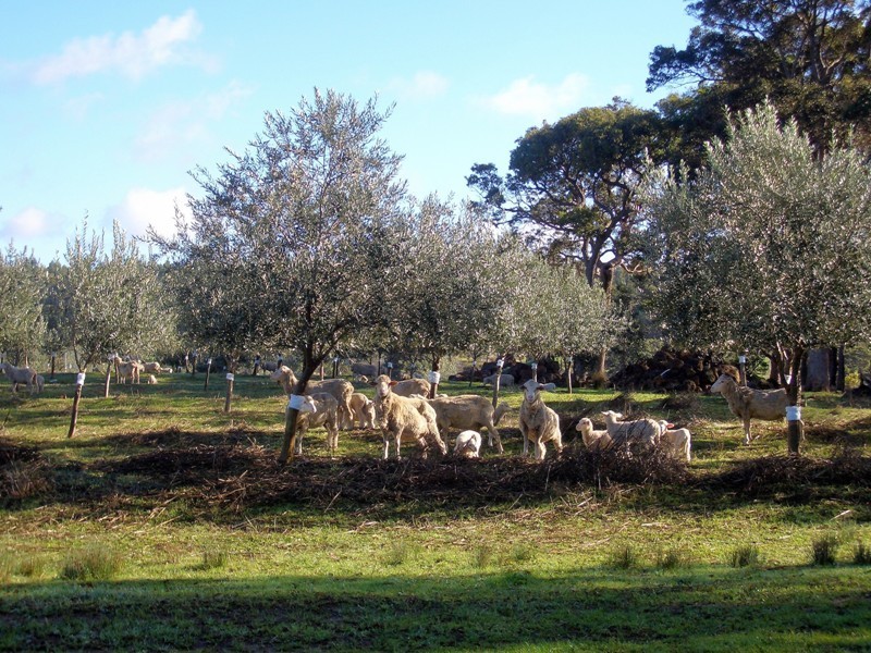 195 Crozier Road Rosa Brook, Margaret River WA 6285