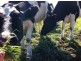 Wilyabrup WA 6280