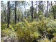 Lot 11189,  Mt Leewin Loop, Nannup WA 6275