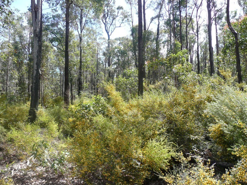 Lot 11189,  Mt Leewin Loop, Nannup WA 6275