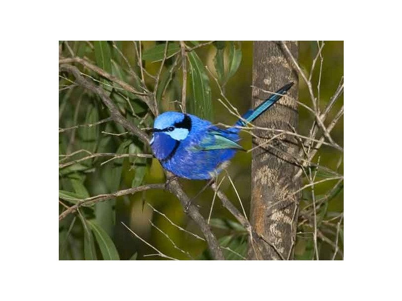 Lot 62, 14 Casuarina Court, Margaret River WA 6285