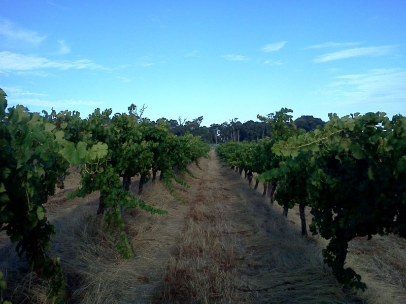 555 Harmans Mill Road, Wilyabrup WA 6280