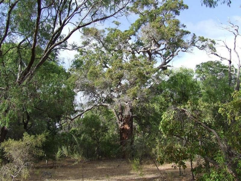 431 Okapa Rise, Dunsborough WA 6281