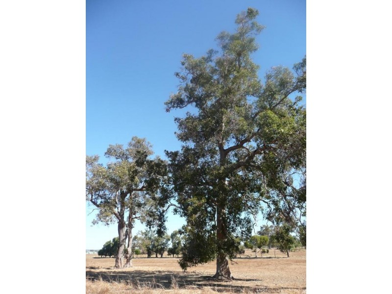 Lot 800, Lindberg Road, Busselton WA 6280