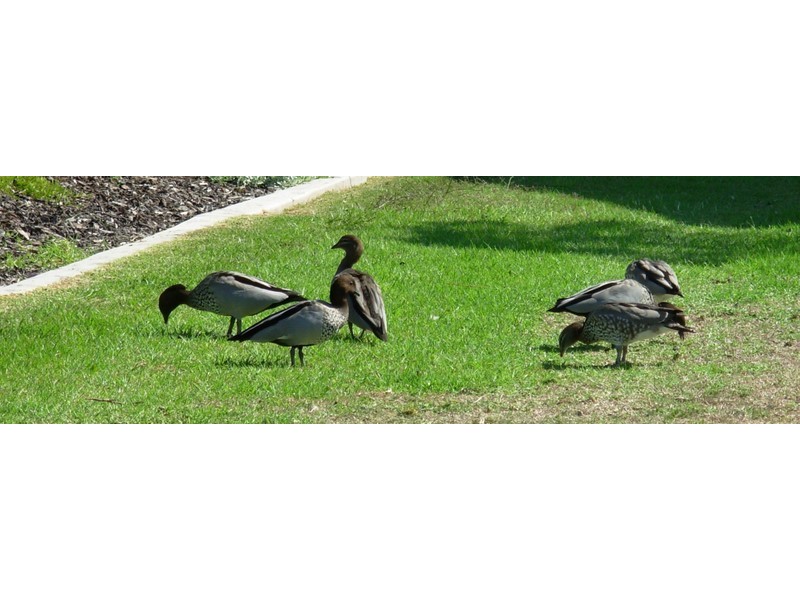 14 Birkdale Green, Dunsborough WA 6281