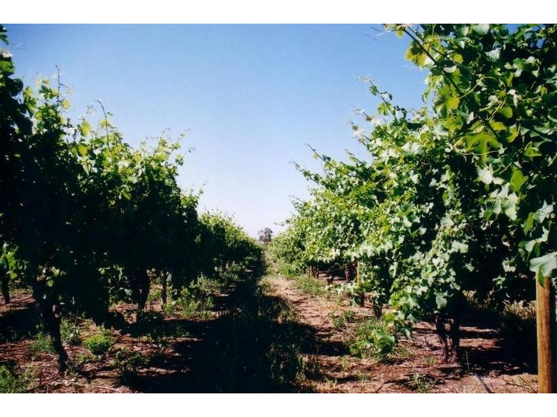 Lot 10, 3857 Caves Road, Wilyabrup WA 6280