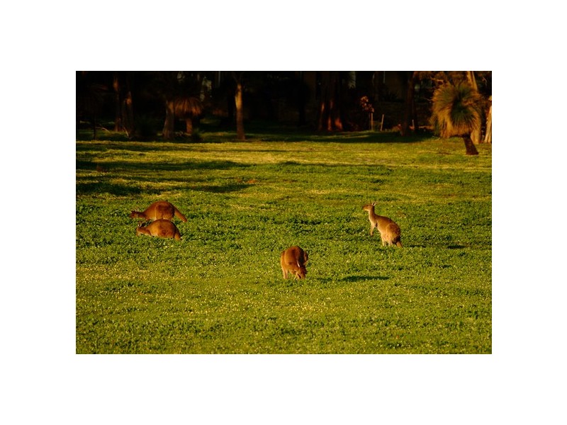 Lot 209, 27 Bronzewing Road, Quedjinup WA 6281