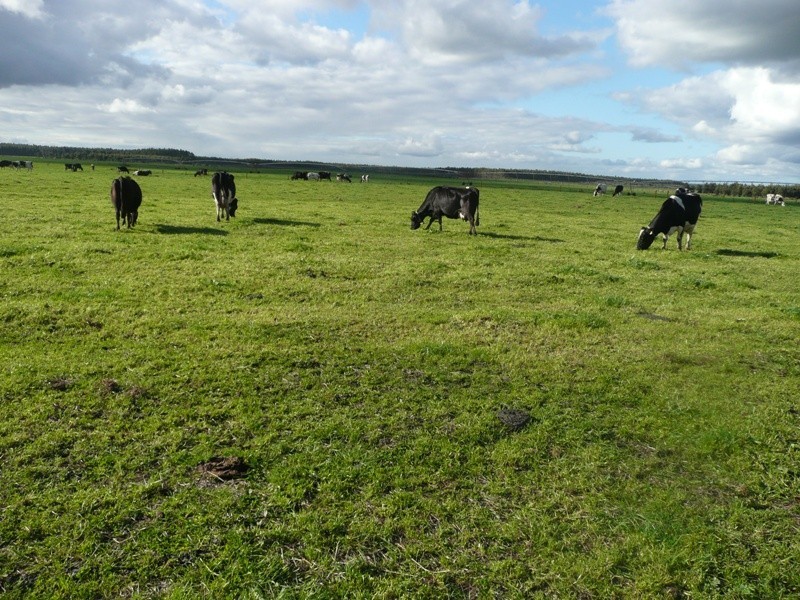 Lot 4161 & 2,  Governor Broome Road Dunmore dairy farm, Scott River WA 6288