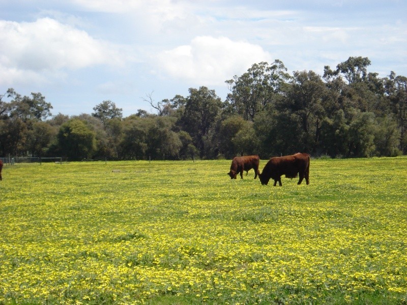 Anniebrook WA 6280