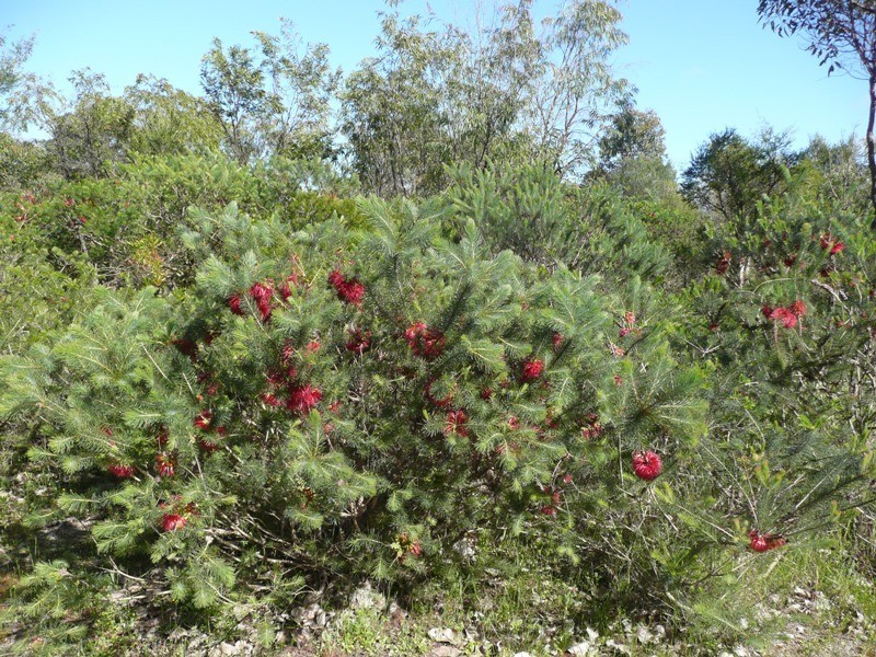 Prop Lot 4 Lindberg Road, Busselton WA 6280