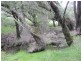 Donnybrook WA 6239