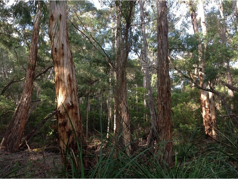 Lot 110,  Caves Road, Gracetown WA 6284