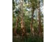 Lot 110,  Caves Road, Gracetown WA 6284