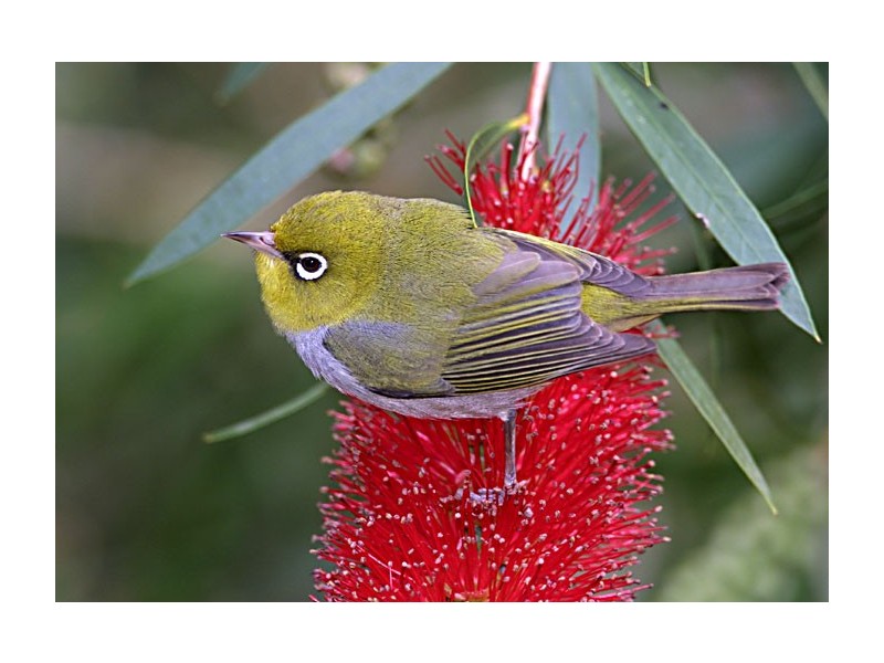 Lot 209, 27 Bronzewing Road, Quedjinup WA 6281