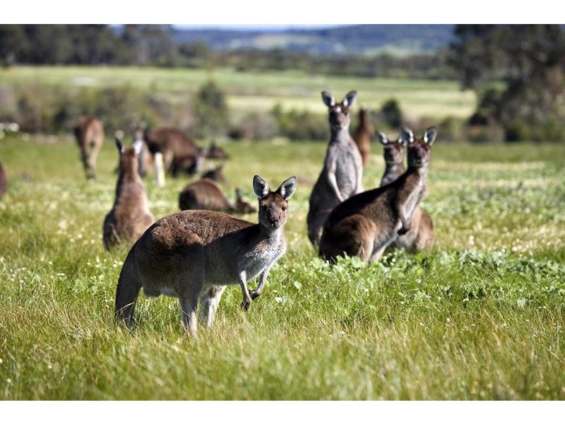 Lot 209, 27 Bronzewing Road, Quedjinup WA 6281