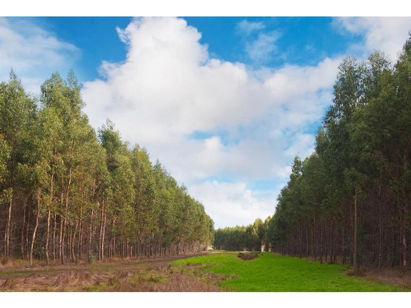 Lot 1732,  Tanah Marah Road, Cowaramup WA 6284