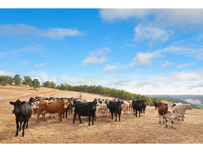 P/L 906 Credence Ridge Road, Cundinup WA 6275