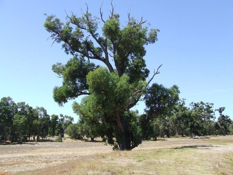 Carbunup River WA 6280