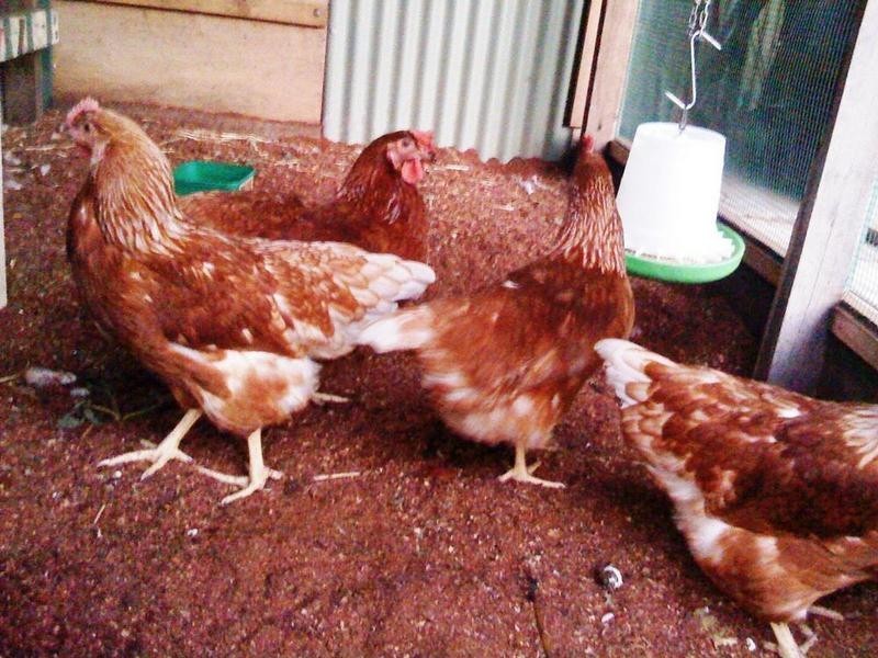 53 Southern Drive, Busselton WA 6280