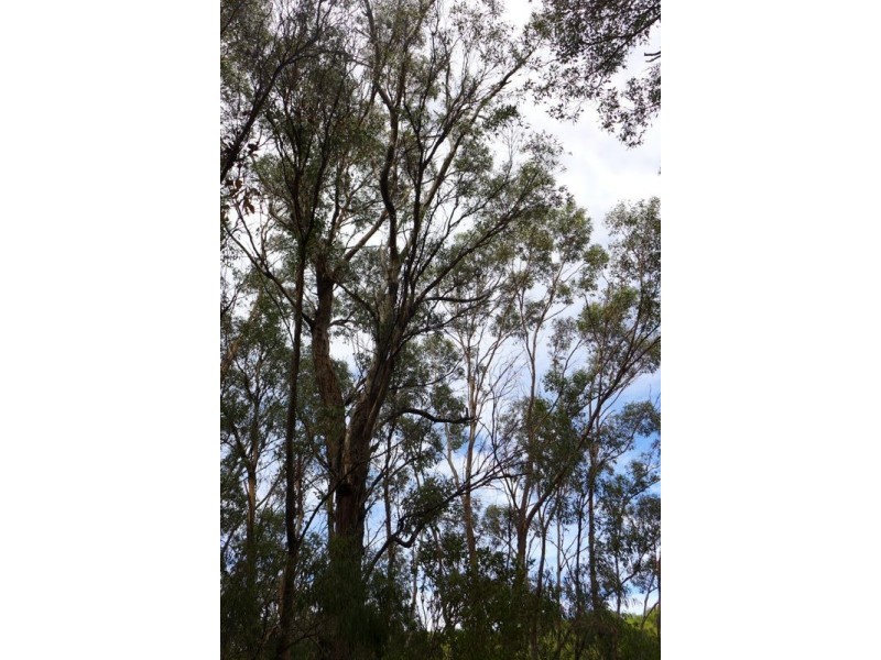 Lot 921 Woodaburrup Road, Scott River East WA 6275