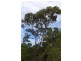 Lot 921 Woodaburrup Road, Scott River East WA 6275