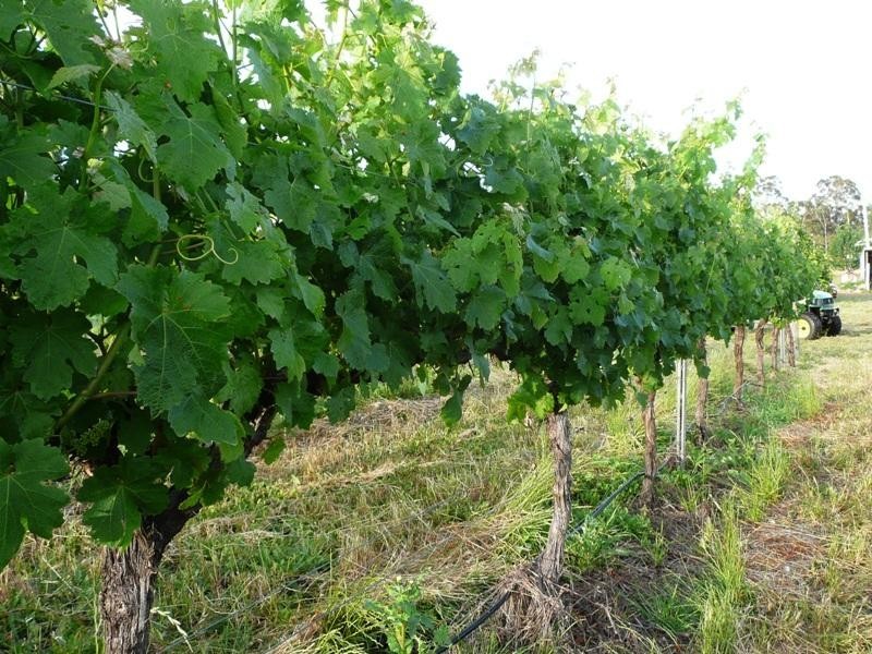 Forest Grove WA 6286