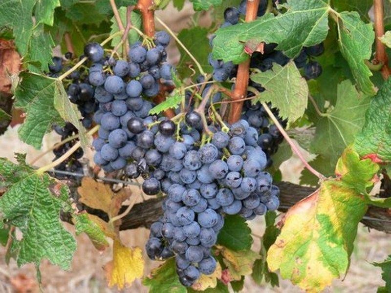 Forest Grove WA 6286