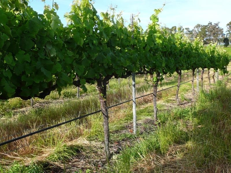 Forest Grove WA 6286