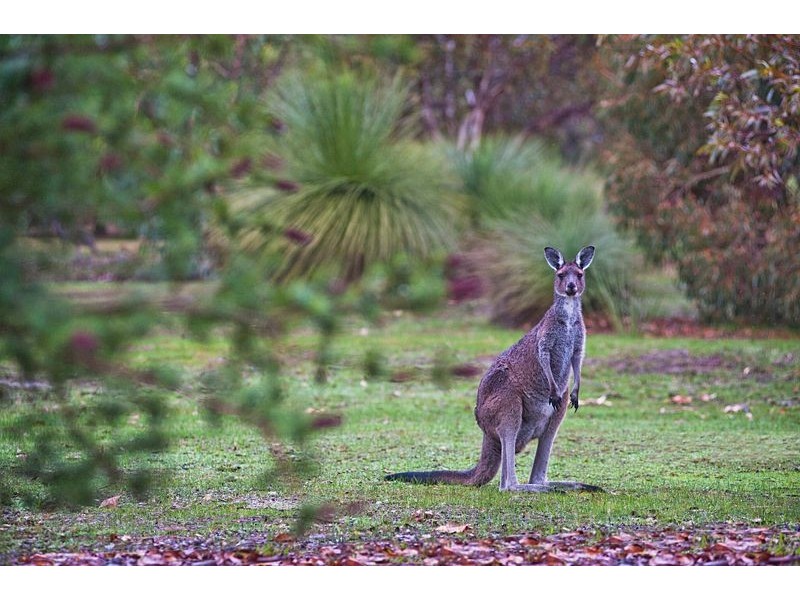 49 Endora Close, Dunsborough WA 6281