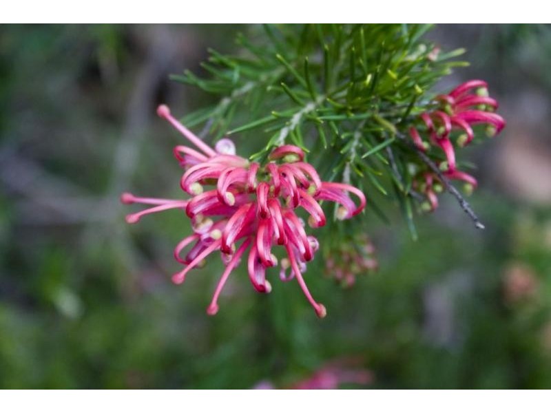 185 Boodjidup Road, Margaret River WA 6285