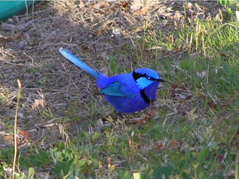 Lot 17 Irvine Road, Metricup WA 6280