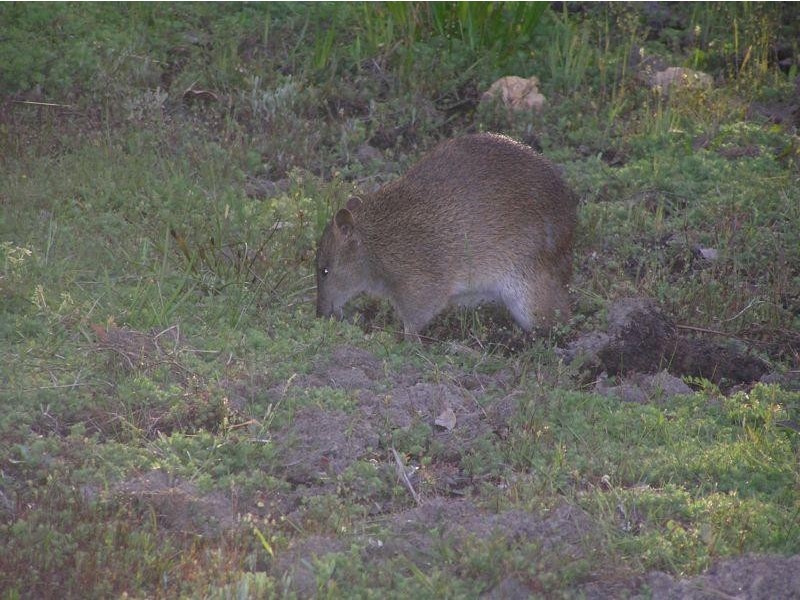 Lot 17 Irvine Road, Metricup WA 6280