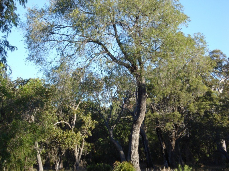 Lot 17 Irvine Road, Metricup WA 6280