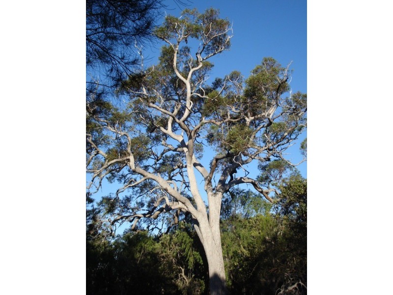 Lot 17 Irvine Road, Metricup WA 6280