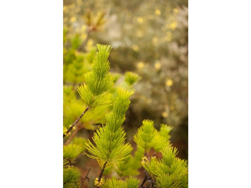 22 Summerville Crescent, Yallingup Siding WA 6282