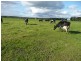 Scott River Dairy Farm, Scott River WA 6288