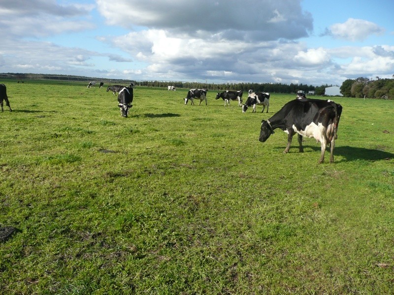 Scott River Dairy Farm, Scott River WA 6288