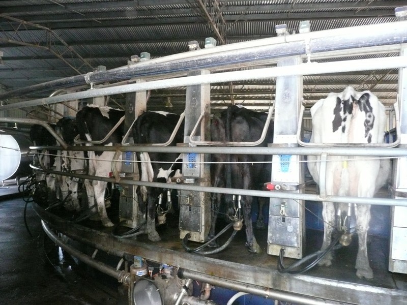 Scott River Dairy Farm, Scott River WA 6288