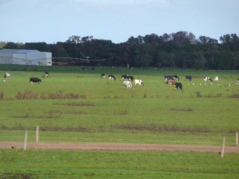 Scott River Dairy Farm, Scott River WA 6288