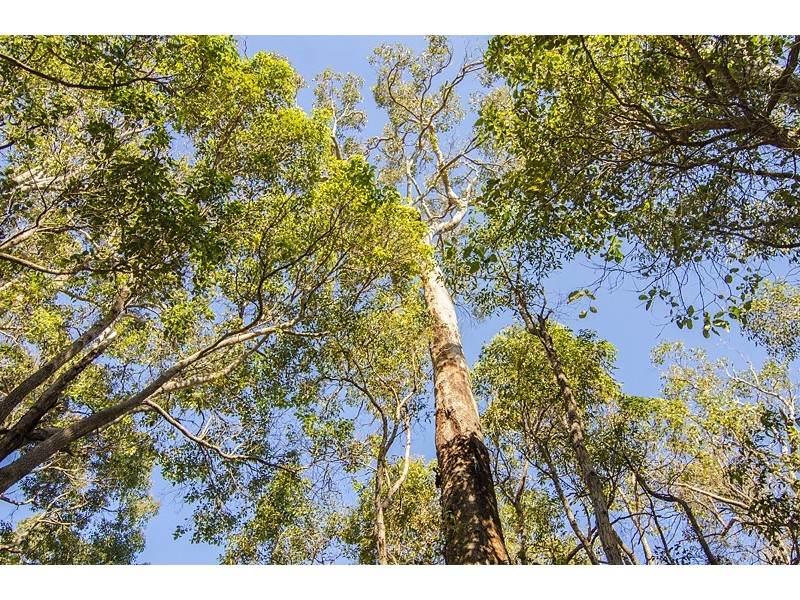 Lot 56, Proposed Blackbutt Close, Yallingup Siding WA 6282
