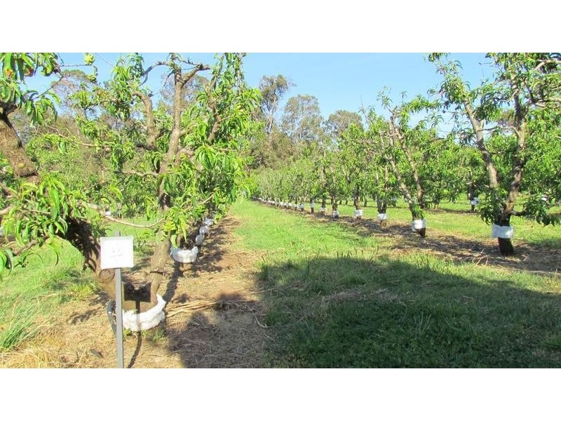 67 Shenton Road, Boyanup WA 6237