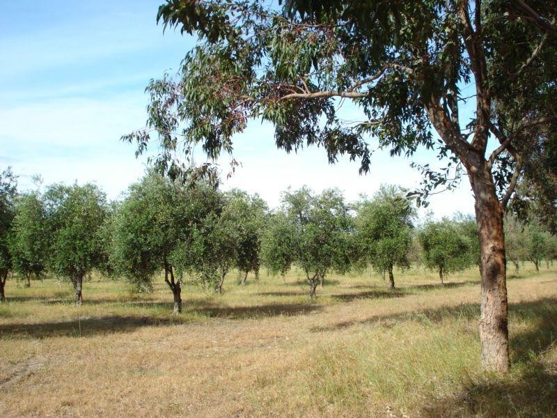 Vasse WA 6280