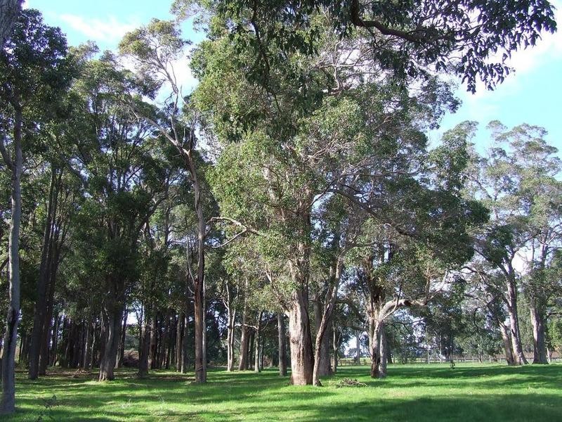 Lot 1B,  Fifty One Road, Cowaramup WA 6284