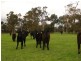 556 Chapman Hill Road, Ambergate WA 6280