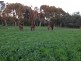 Ambergate WA 6280