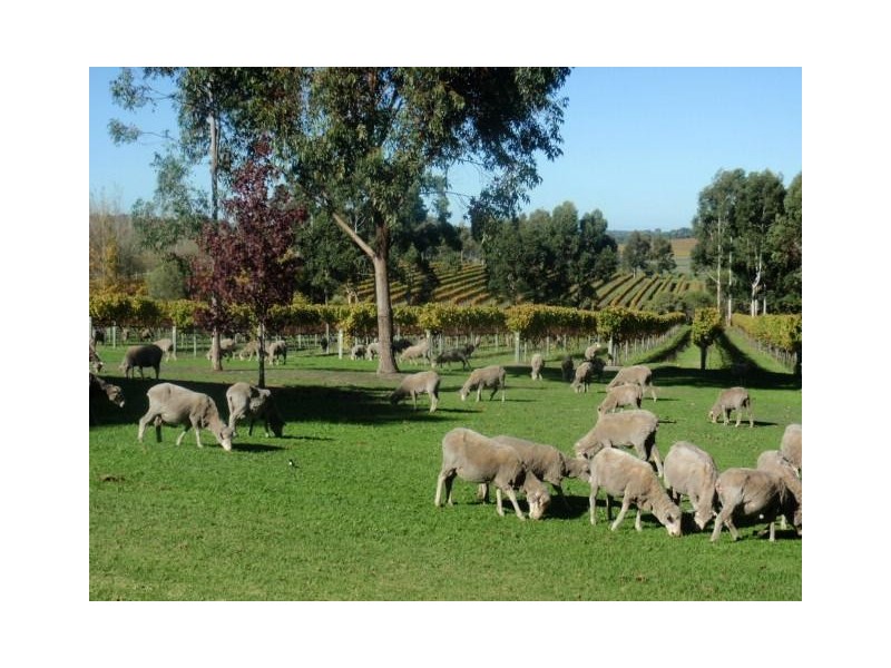 Forest Grove WA 6286