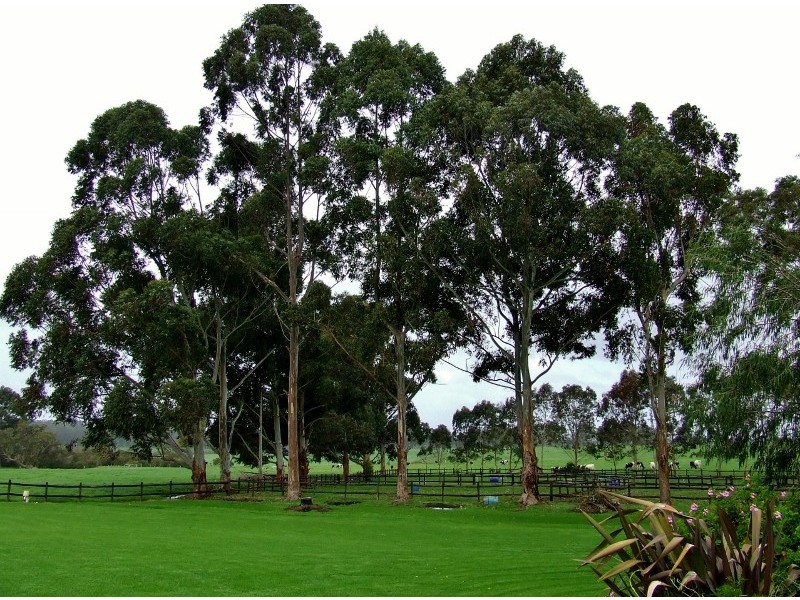 Rosa Brook WA 6285