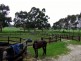 Rosa Brook WA 6285